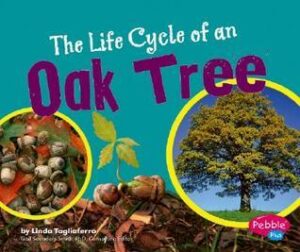 The cover of the book The Life Cycle of an Oak Tree. The cover has a photograph of acorns, a photograph of an oak seedling, and a photograph of a fully grown oak tree on a teal background.